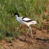 Avocet