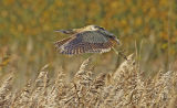 bittern in flight