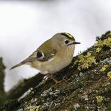 Goldcrest