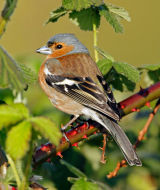 Chaffinch