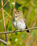 Chiffchaff