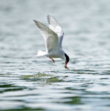 Common tern