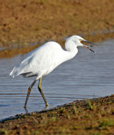 Little Egret