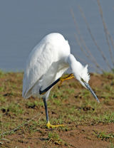 Little Egret