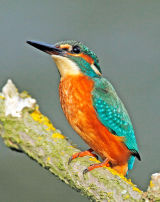 kingfisher