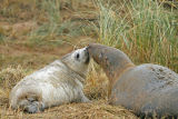 grey seals