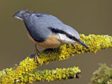 Nuthatch