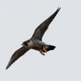 Peregrine Falcon