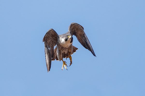 Peregrine Falcon