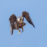 Peregrine Falcon