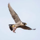 Peregrine falcon