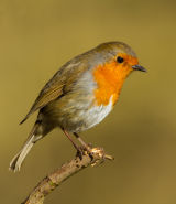 Robin