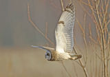 Short earred owl