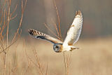 Short earred owl