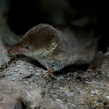 Shrew