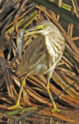 Squacco Heron
