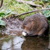 Water Vole