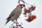 waxwing