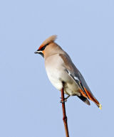 waxwing