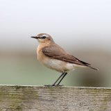 Wheatear