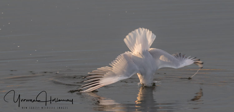 Breakfast, gull style