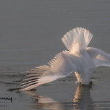 Breakfast, gull style