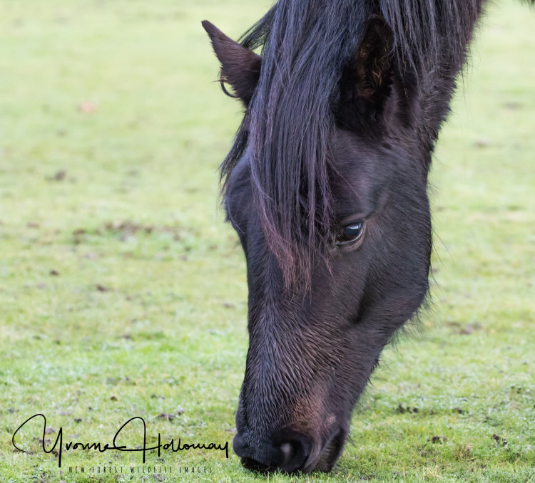A quiet graze