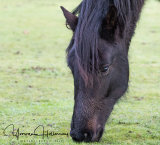 New Forest Wildlife images