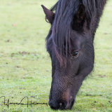 A quiet graze