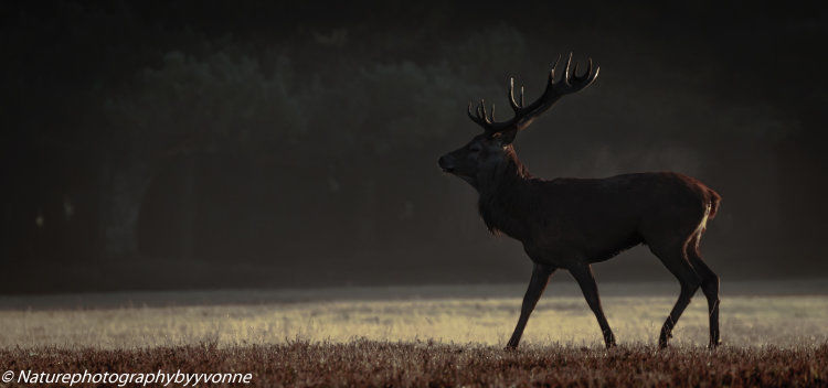 Midnight stag