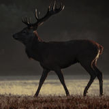 Midnight stag