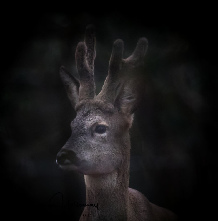 Mystical Roe deer