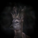 Mystical Roe deer