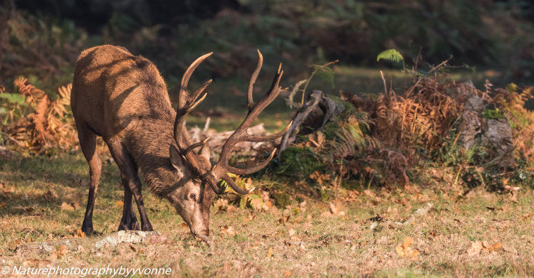 Prince of the Forest