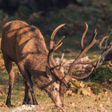 Prince of the Forest
