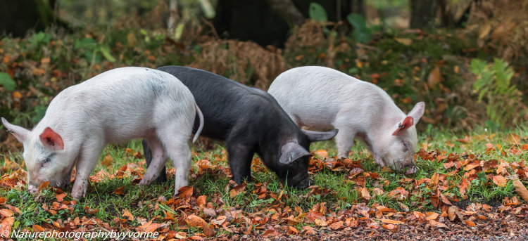 The three piggies