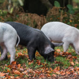 The three piggies