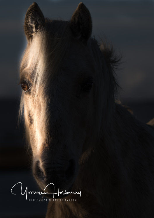 New Forest pony at dawn