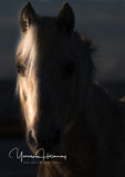 New Forest pony at dawn