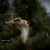 Flying high