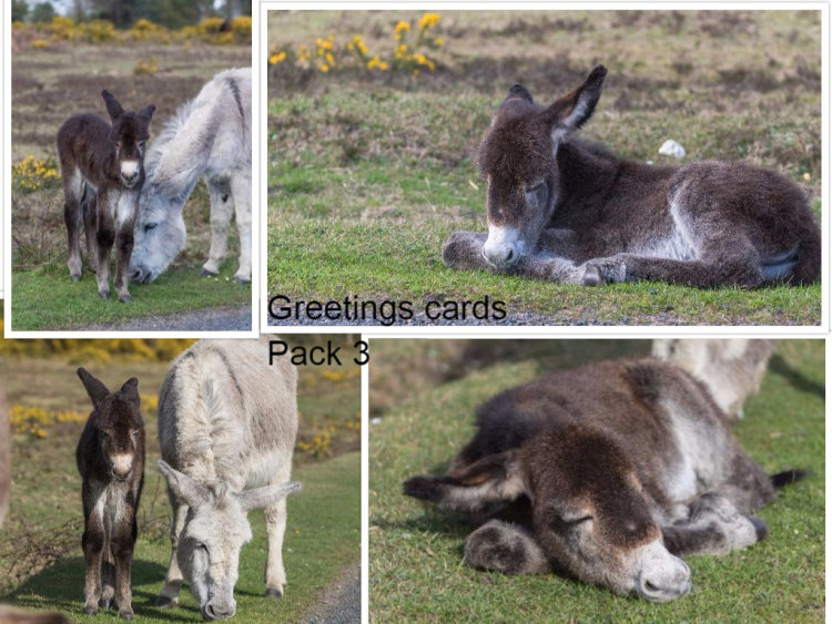 Dinky Donkeys