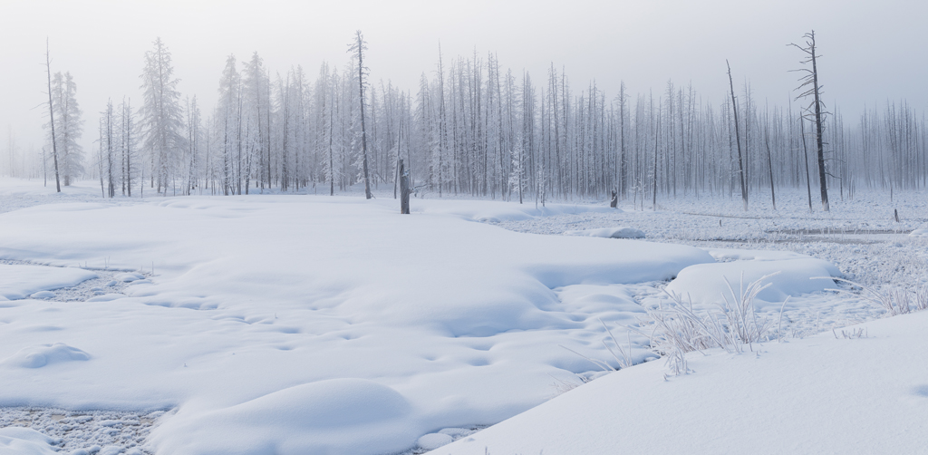 Tangled Creek