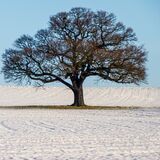 WINTER TIME OAK