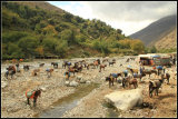 BERBER CAMEL FAIR
