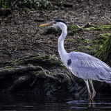 HERON STALKING