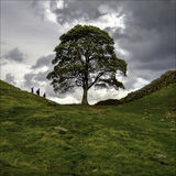 SYCAMORE GAP