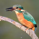 KINGFISHER WITH MINNOW