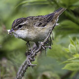 WHITETHROAT WITH GRUB