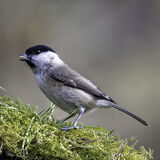 COAL TIT ON MOSS
