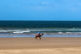 SOLITARY CAMEL